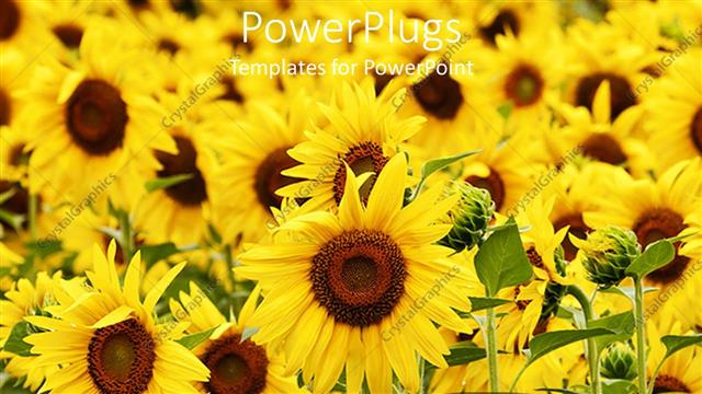  Presentation with sunflowers - Lots of beautiful sun flowers with grass of a field