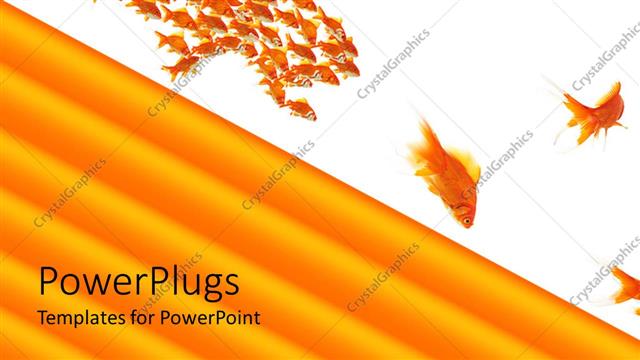  Presentation with fishes - Lots of gold fishes on a whte surface with?thick yellow lines