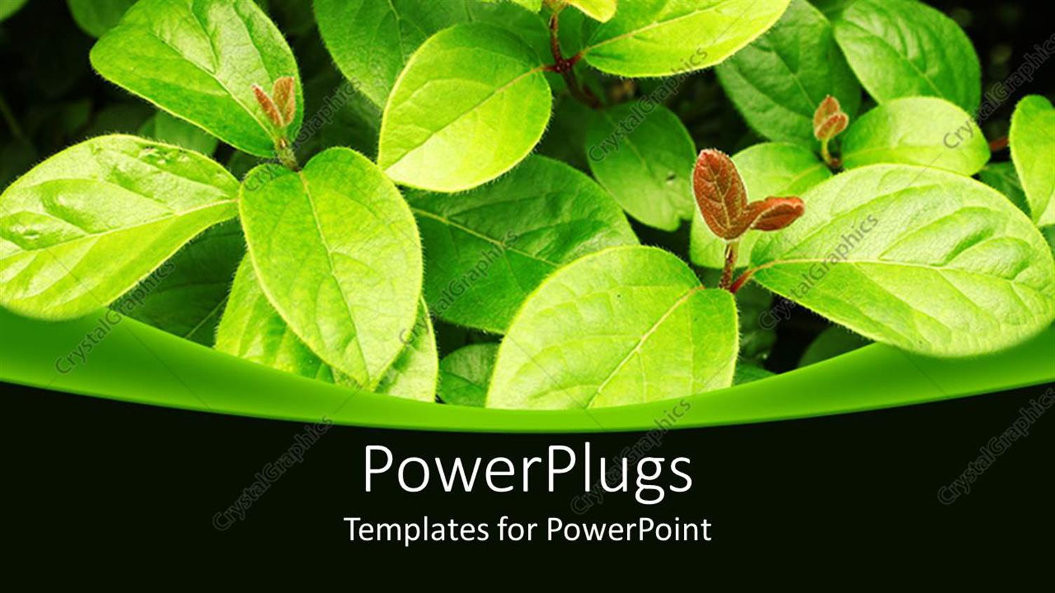 Premium Template for PowerPoint & Google Slides 