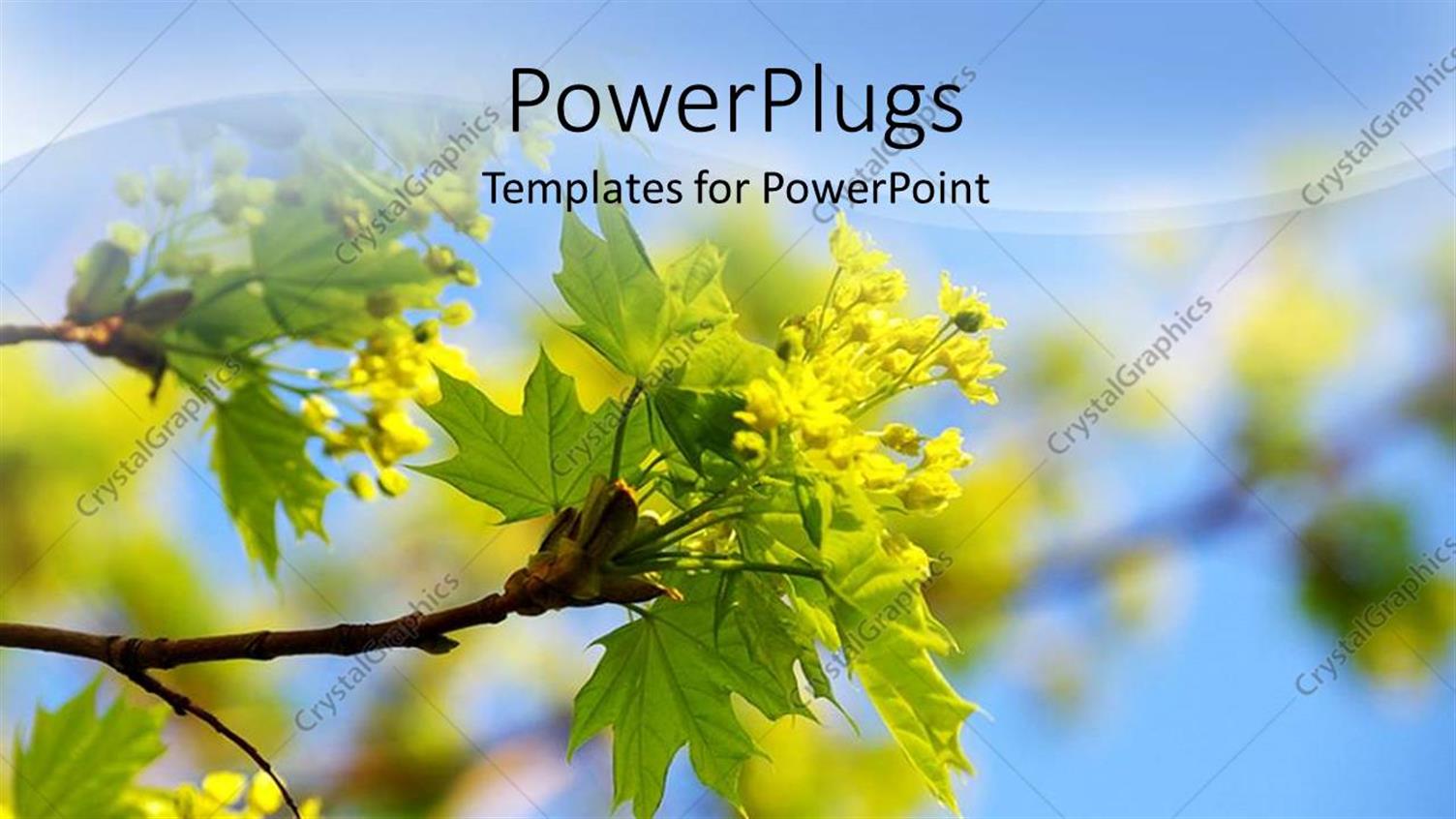 Premium Template for PowerPoint & Google Slides 