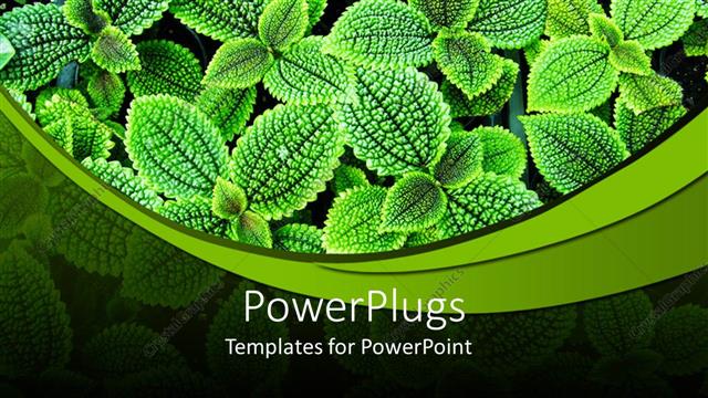  Presentation with plants - Lots of green plants in its natural habitat on a green background