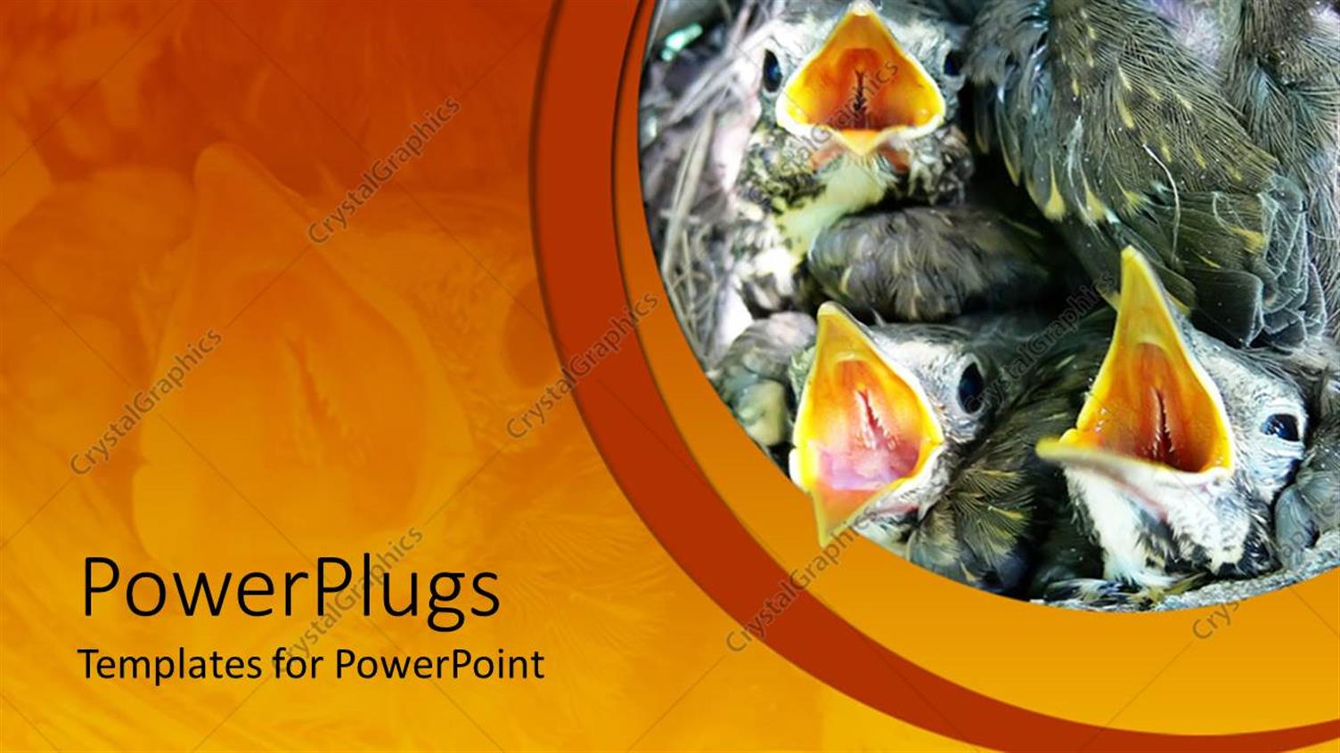 Premium Template for PowerPoint & Google Slides 