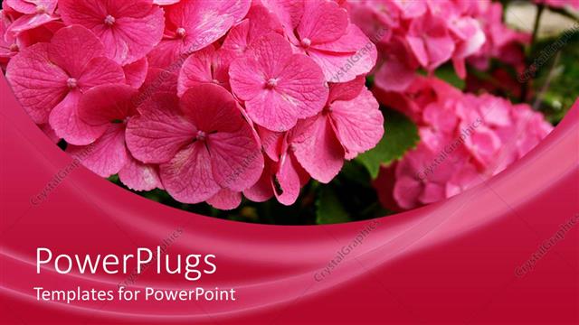 Presentation with hydrangea - Lots of pink flower bunches on a pink background