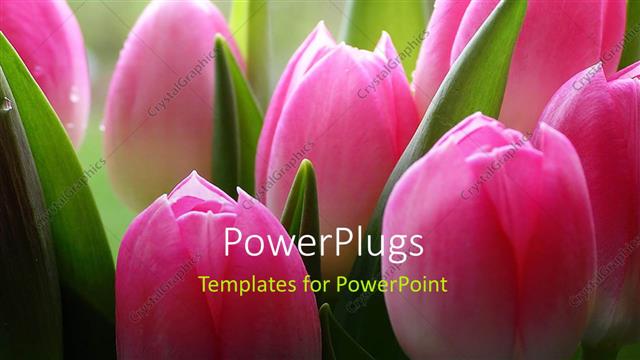  Presentation with tulips - Lots of pink tulips a close-up