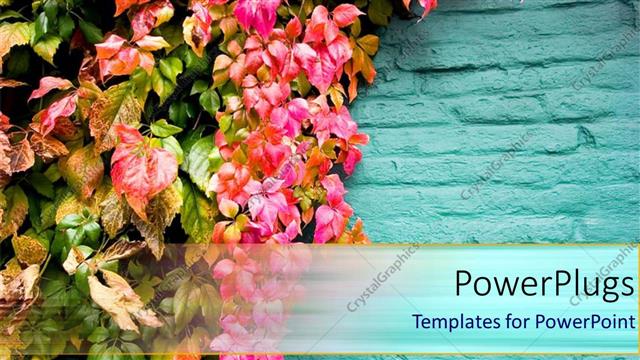  Presentation with pink blue - Lots of pretty pink flowers handing on a blue fence