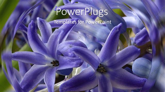  Presentation with purple flowers - Lots of purple flowers with a swirling blurry background