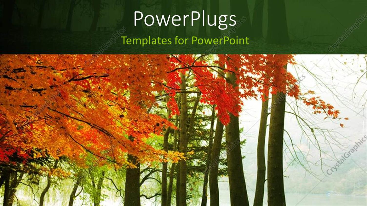 Featuring Lots of Red and Green Trees with a Foggy Weather