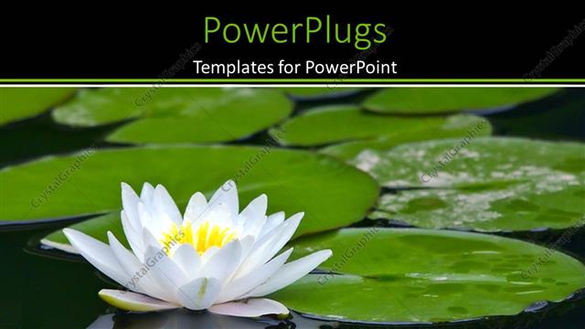  Presentation with water lily - Lots of sea leaves and  white water Lilly on a pond