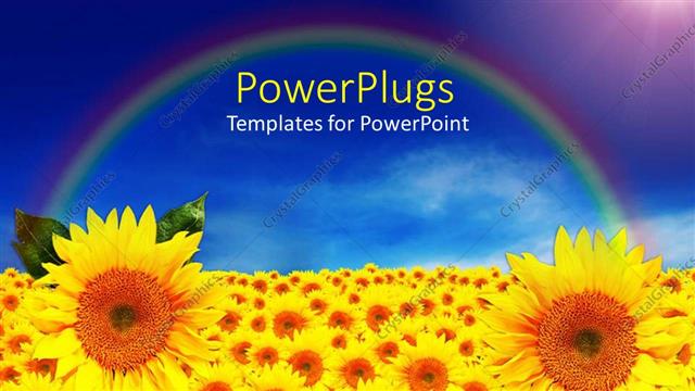  Presentation with rainbow - Lots of sun flowers over a field with rainbow
