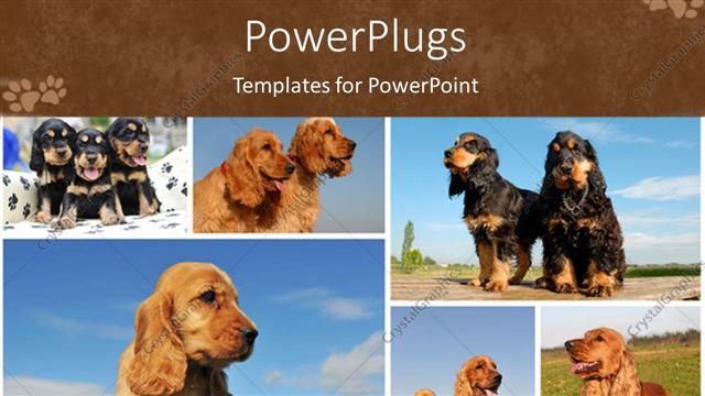  Presentation with grass - Lots of tiles showing cute puppies playing on grass