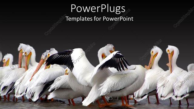  Presentation with birds - Lots of white birds on a river shore pecking themselves