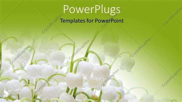  Presentation with lily - Lots of white colored lily flowers on a green background