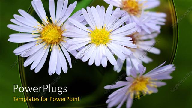  Presentation with flowers - Lots of white flowers blossoming on a green background