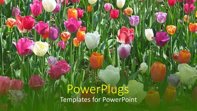  Presentation with pink white - Lots of white, pink, orange and yellow tulips with grass