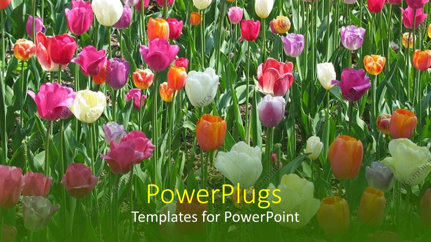 Premium Template for PowerPoint & Google Slides 