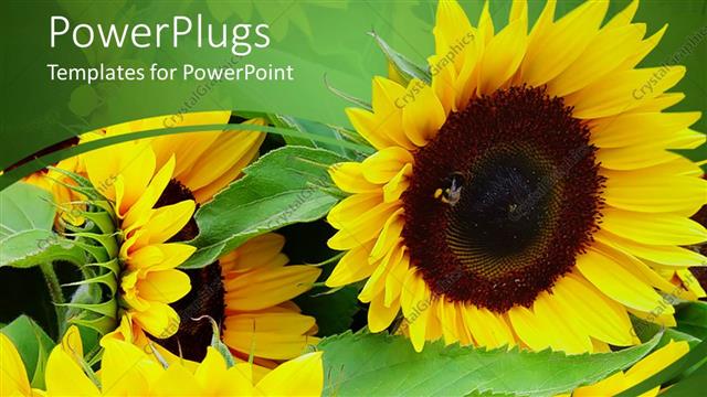  Presentation with sunflowers - Lots of yellow sun flowers on a green background