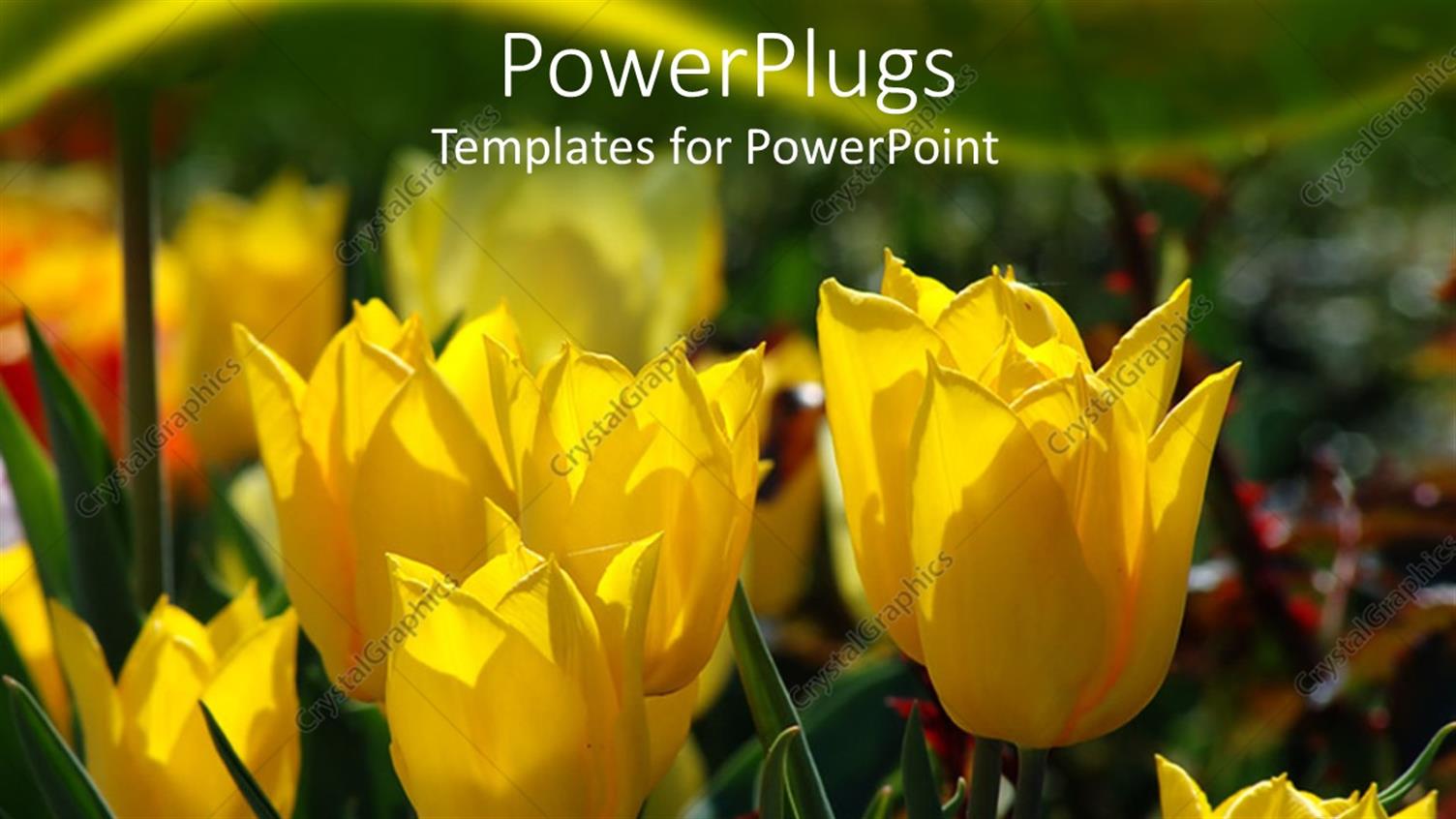 Premium Template for PowerPoint & Google Slides 