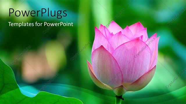  Presentation with pink lotus flower - Lotus flower beside a green leaf with green blur