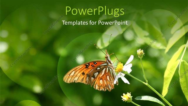  Presentation with colorful flower - A lovely colorful butterfly perching on a yellow flower