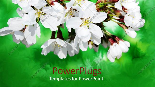  Presentation with white flowers - Lovely white and yellow flowers with blurry green background