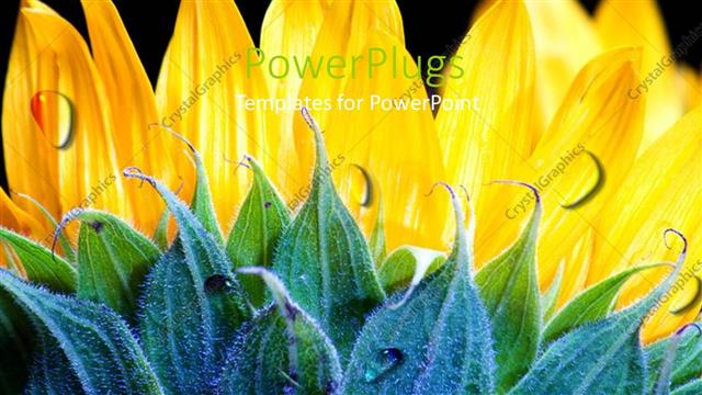  Presentation with black yellow - Lovely yellow and green flower on  black colored background