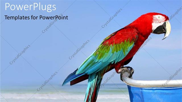  Presentation with clear - Macaw perches on chair handle sitting on beach with clear blue sky