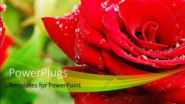  Presentation with water droplets - A close up view of a lovely red rose with water droplets on it