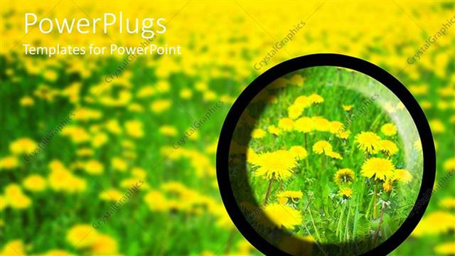  Presentation with field - Magnifying glass searching through flower field in spring