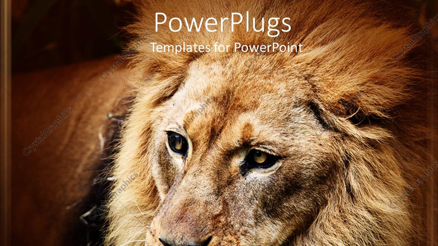 Premium Template for PowerPoint & Google Slides 