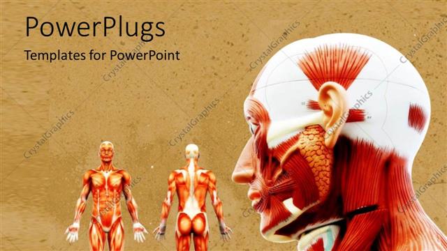  Presentation with health - Male muscles on the human body in anatomy on a neutral background