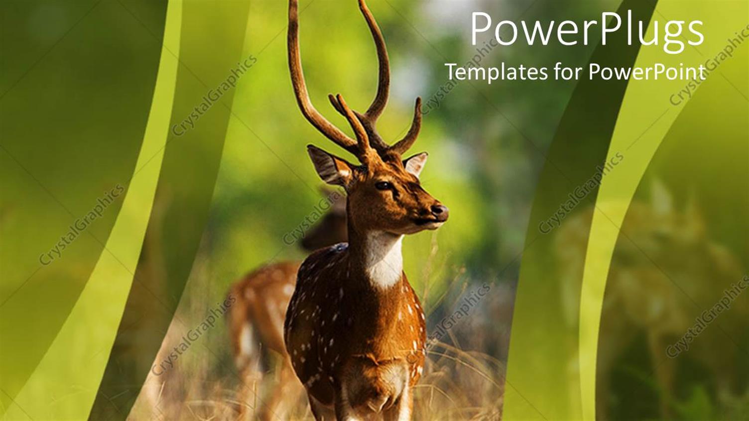 Premium Template for PowerPoint & Google Slides 