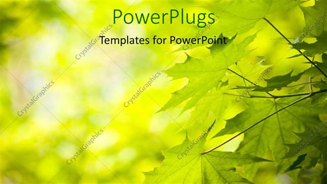  Presentation with blurr - A number of green leaves with blurr background