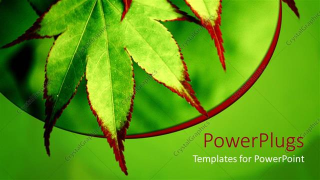  Presentation with maple leaves - Maple leaves with green and red pigments on a green background