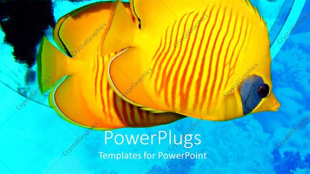  Presentation with scuba diving - Masked Butterflyfish yellow tropical fish in sea, ocean, coral, scuba diving