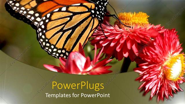  Presentation with orange butterfly - Monarch butterfly on red and orange flowers, nature