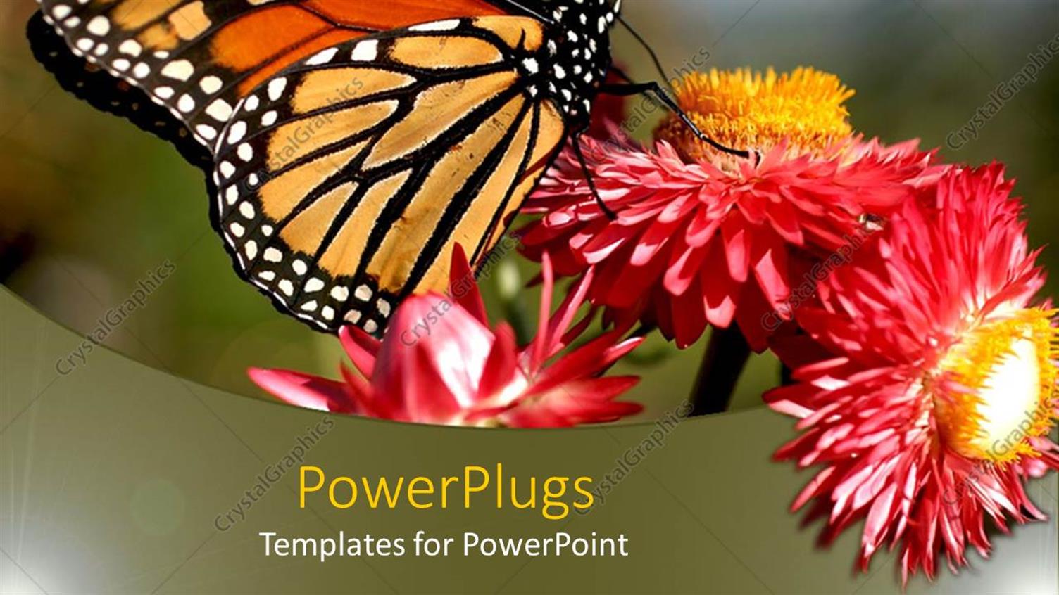 Premium Template for PowerPoint & Google Slides 