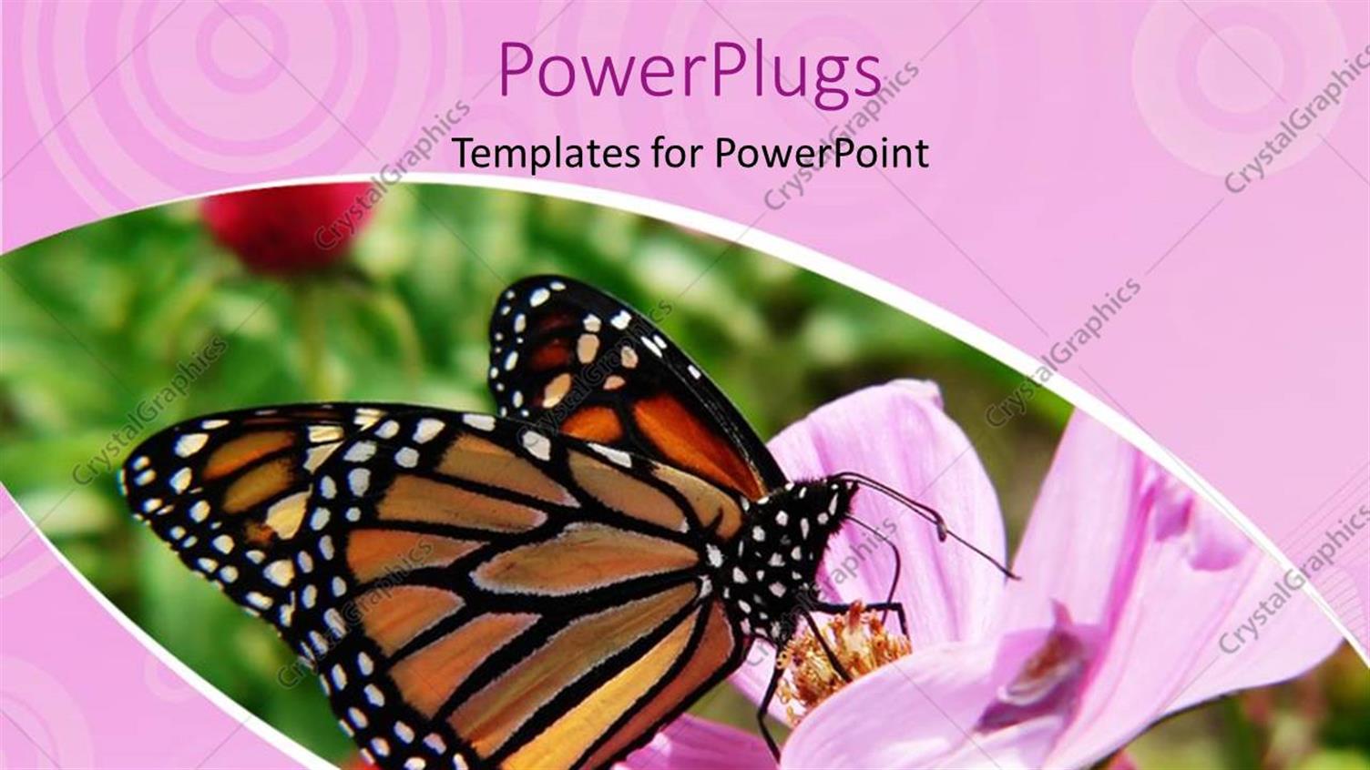 Featuring Monarch Butterfly Sucking Nectar from Beautiful Flower in Garden