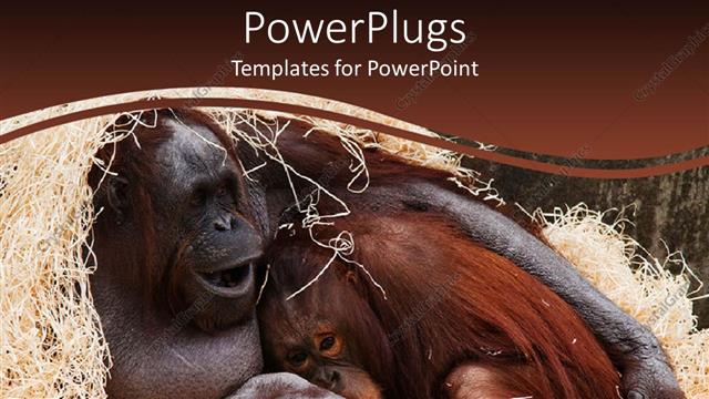  Presentation with monkey - A monkey yawning with brownish background