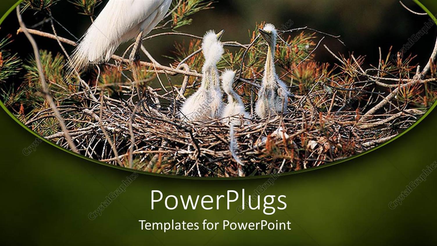 Featuring a Mother Bird with its Children in the Nest