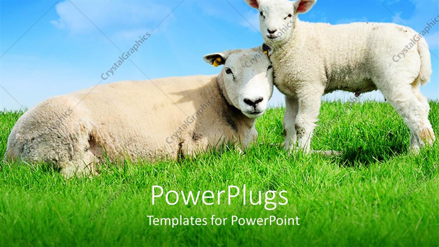 Premium Template for PowerPoint & Google Slides 