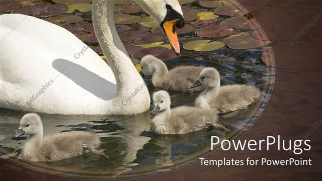  Presentation with babies - Mother swan with her babies playing in lake filled with water lilies