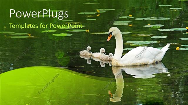  Presentation with pond - Big swan with baby swans in pond with reflection in pond