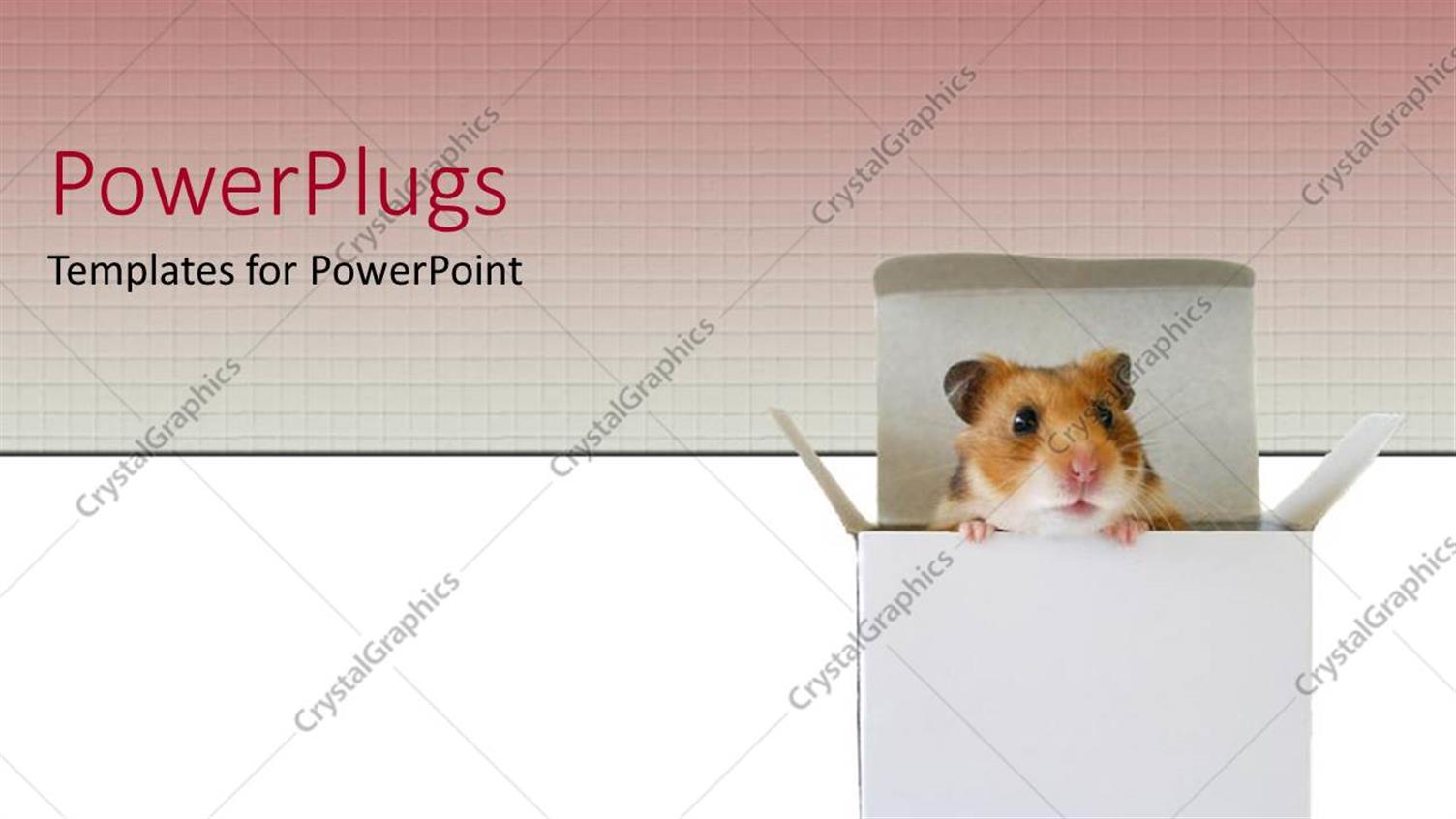 Featuring a Mouse in a Box with Pink and White Background