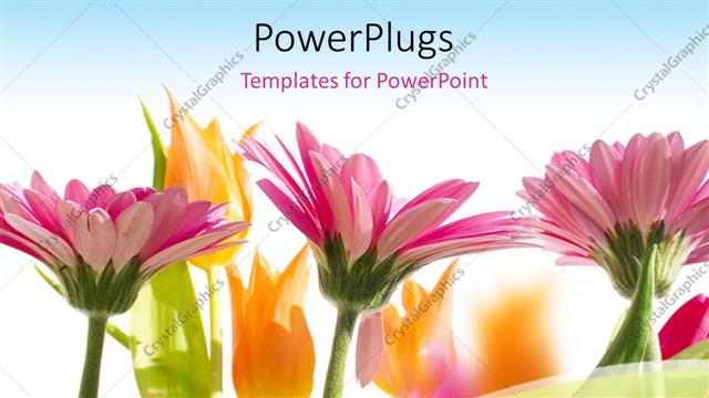  Presentation with multi - Multi color flowers blossom in spring with sky