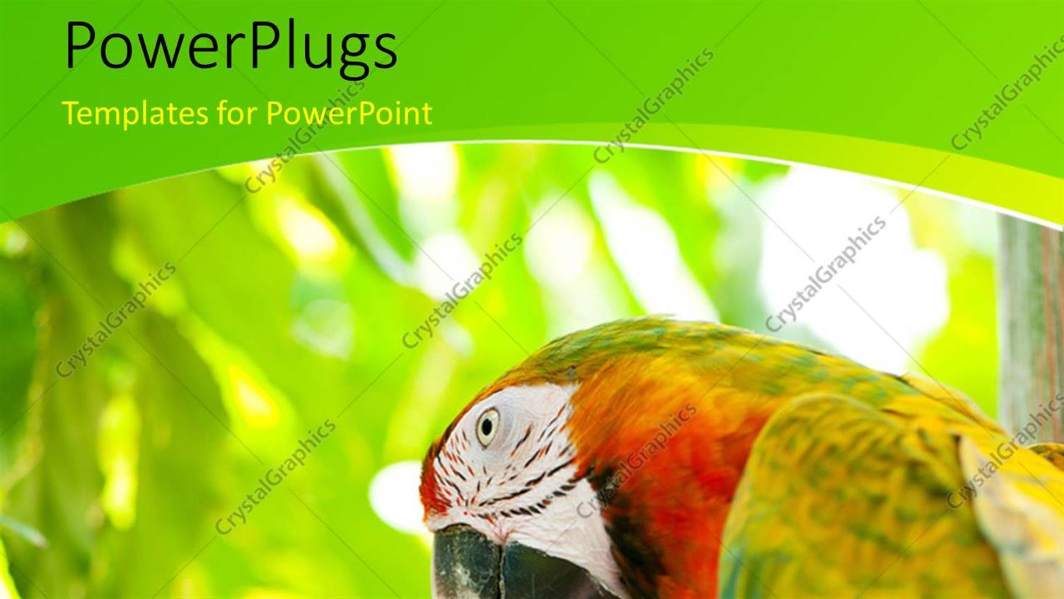 Premium Template for PowerPoint & Google Slides 