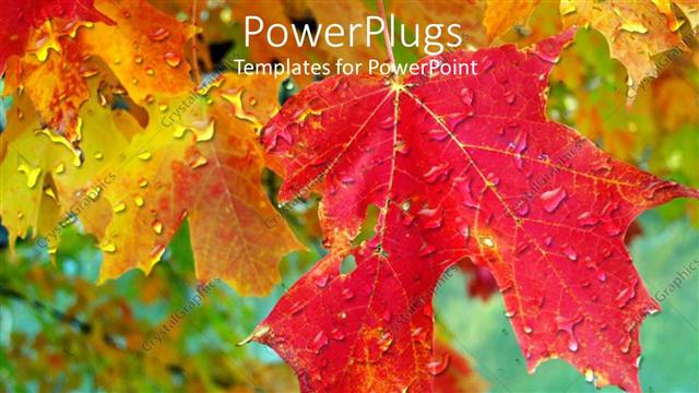  Presentation with maple - Multicolored leaves with dew drops on them and blurred background