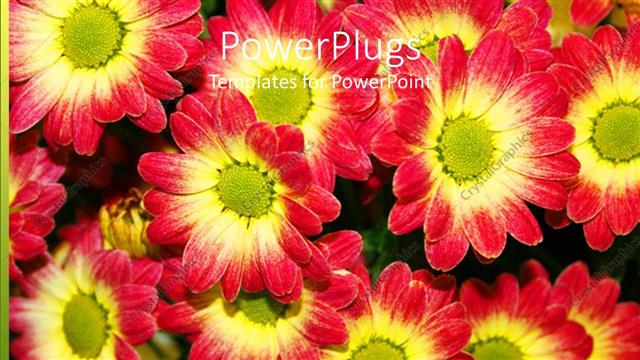  Presentation with chrysanthemum - Multiple beautiful red and yellow chrysanthemum flowers planted in garden