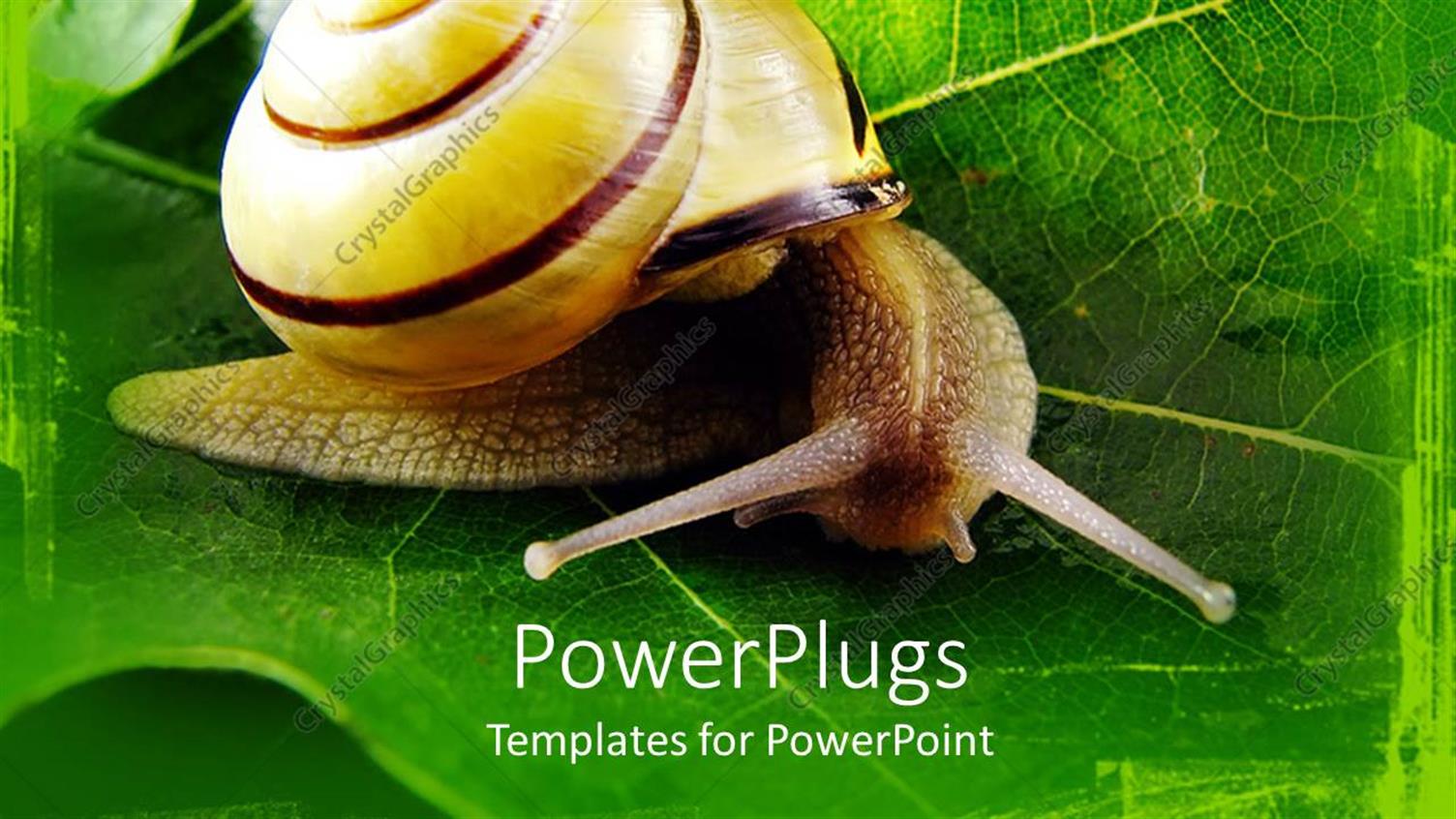 Premium Template for PowerPoint & Google Slides 