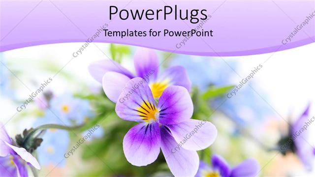  Presentation with purple - Nature concept, using flowers of purple color 