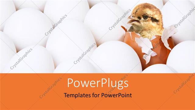  Presentation with new born chick - New-born chick in egg among the lot of white eggs